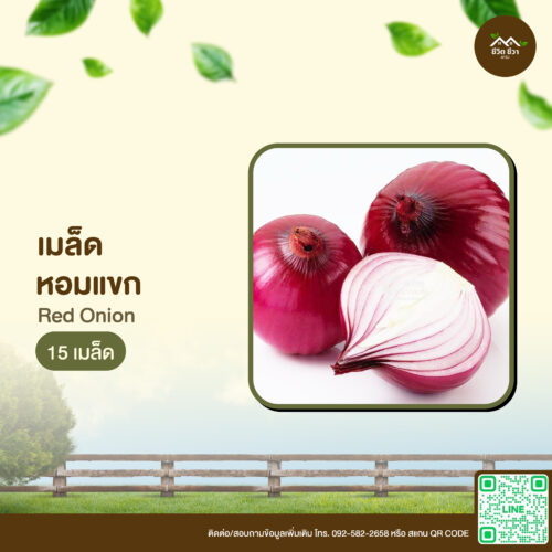เมล็ดพันธุ์ หอมแขก