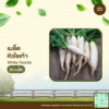 เมล็ดพันธุ์ หัวไชเท้า