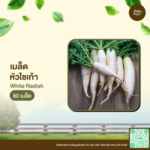 เมล็ดพันธุ์ หัวไชเท้า