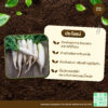 เมล็ดพันธุ์ หัวไชเท้า