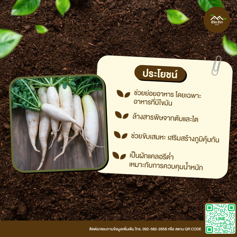 เมล็ดพันธุ์ หัวไชเท้า
