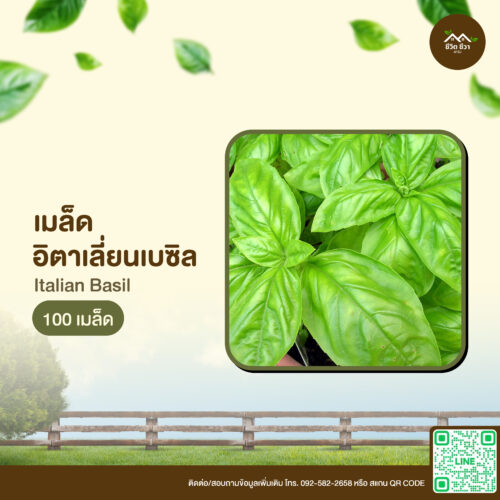 เมล็ดพันธุ์ อิตาเลี่ยนเบซิล