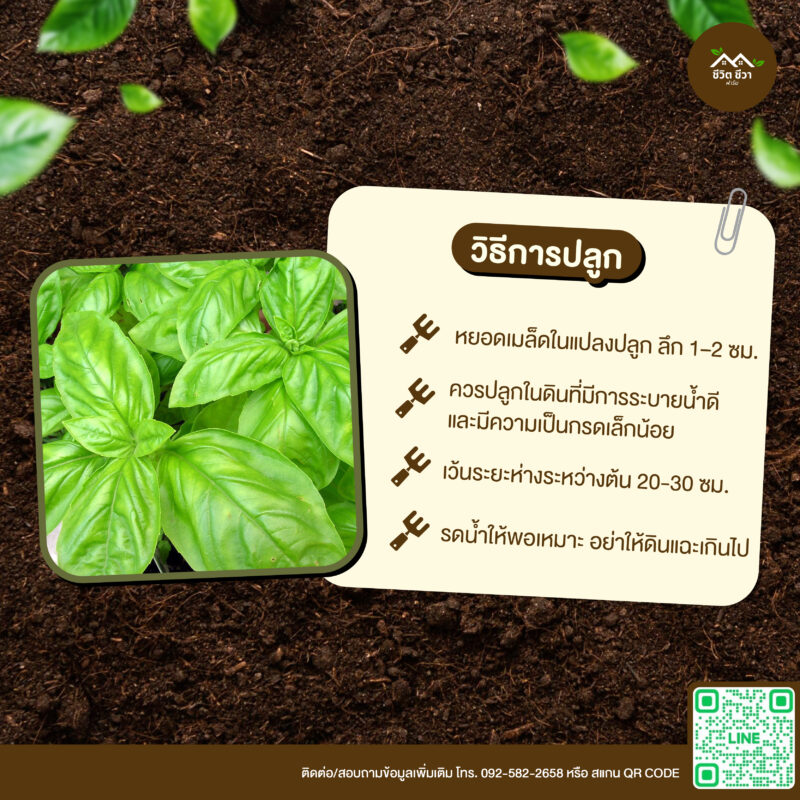 เมล็ดพันธุ์ อิตาเลี่ยนเบซิล