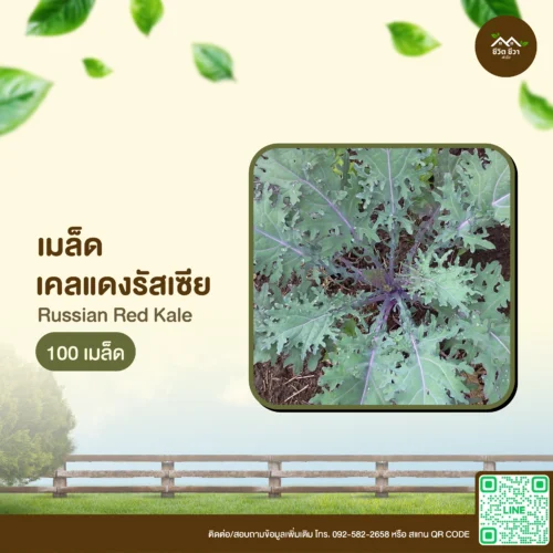 เมล็ดพันธุ์ เคลแดงรัสเซีย