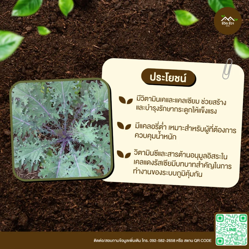 เมล็ดพันธุ์ เคลแดงรัสเซีย