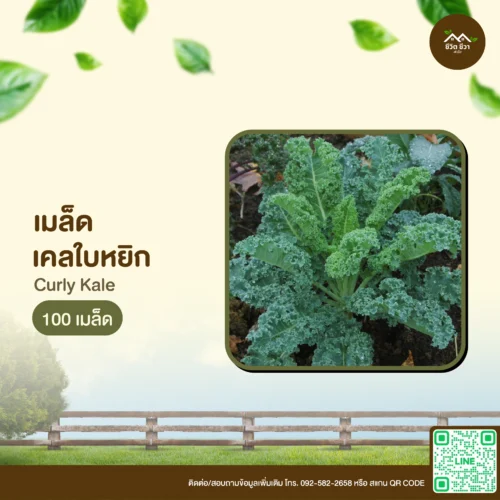 เมล็ดพันธุ์ เคลใบหยิก
