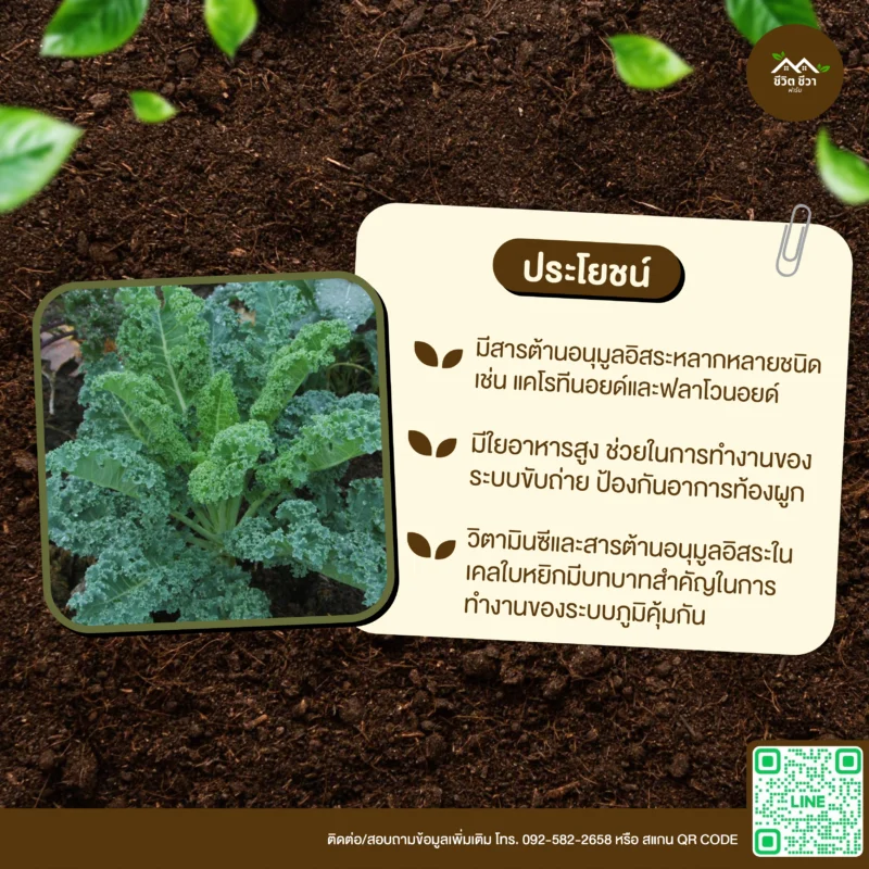 เมล็ดพันธุ์ เคลใบหยิก
