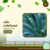 เมล็ดพันธุ์ เคลไดโนซอร์