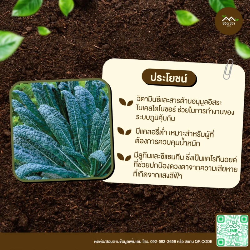 เมล็ดพันธุ์ เคลไดโนซอร์