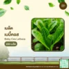 เมล็ดพันธุ์ เบบี้คอส