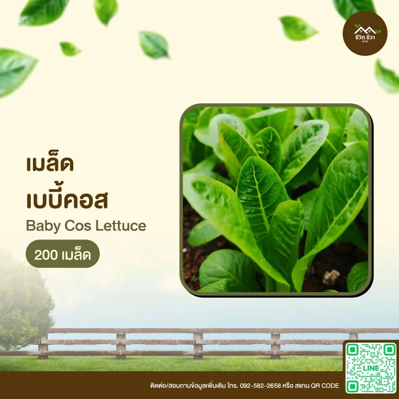 เมล็ดพันธุ์ เบบี้คอส