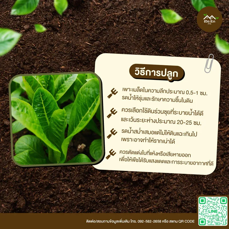 เมล็ดพันธุ์ เบบี้คอส