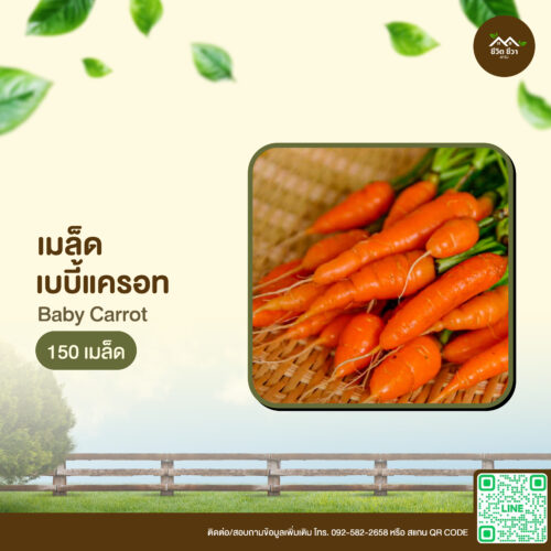 เมล็ดพันธุ์ เบบี้แครอท