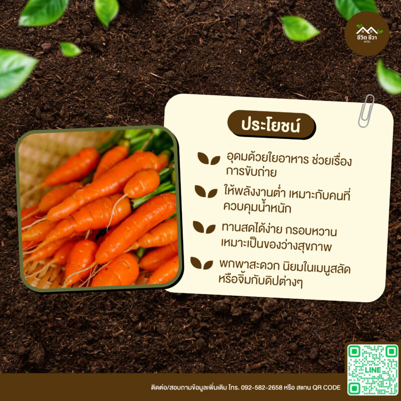 เมล็ดพันธุ์ เบบี้แครอท