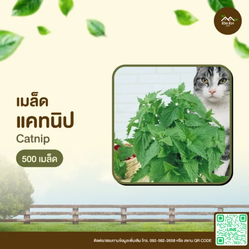 เมล็ดพันธุ์ แคทนิป