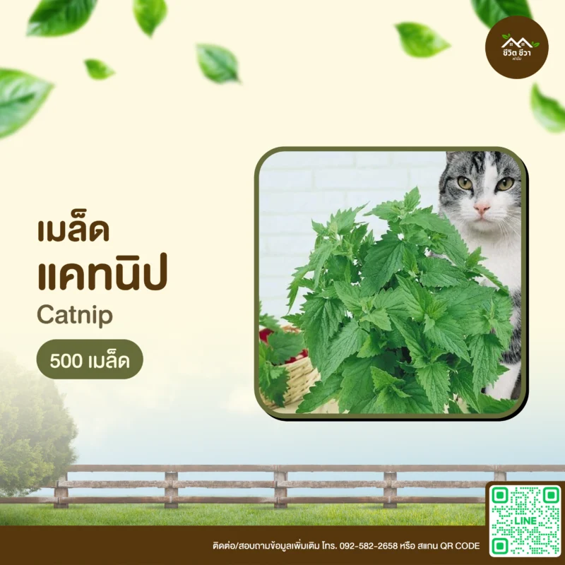 เมล็ดพันธุ์ แคทนิป