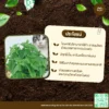 เมล็ดพันธุ์ แคทนิป