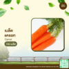 เมล็ดพันธุ์ แครอท