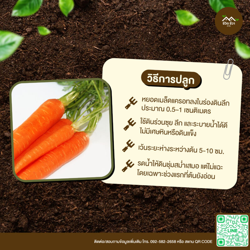 เมล็ดพันธุ์ แครอท