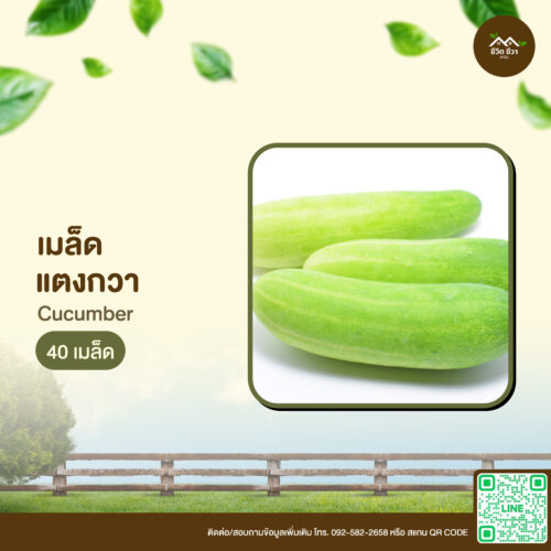 เมล็ดพันธุ์ แตงกวา