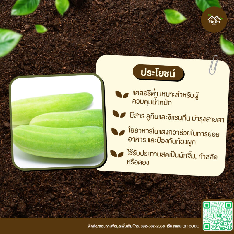 เมล็ดพันธุ์ แตงกวา