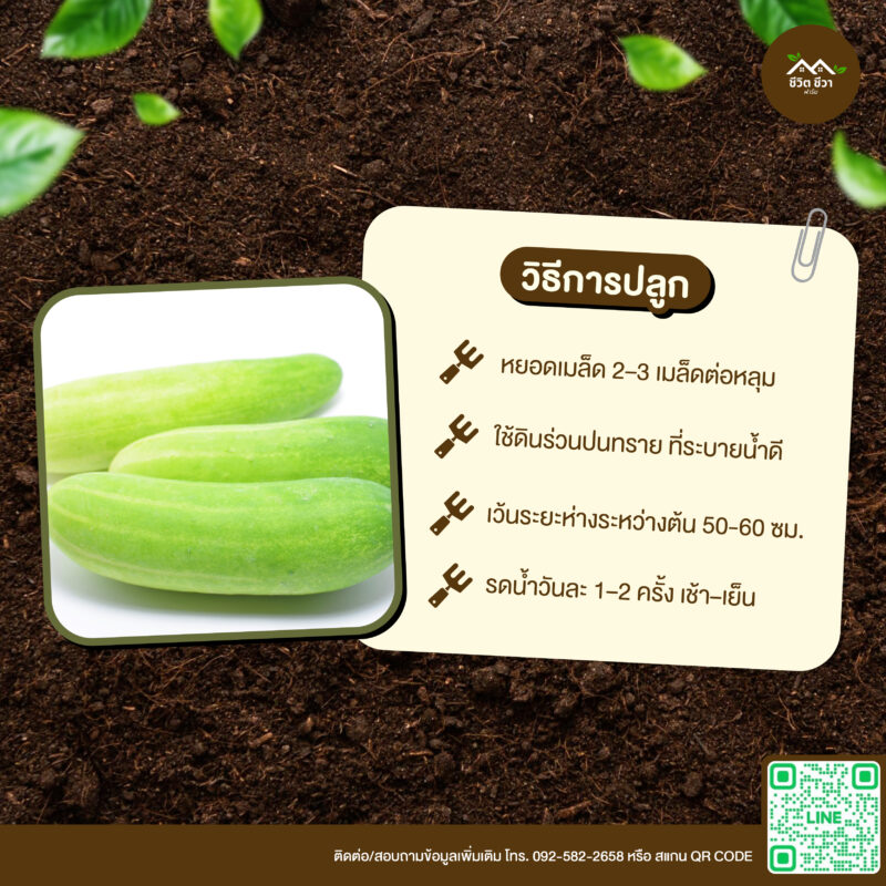 เมล็ดพันธุ์ แตงกวา