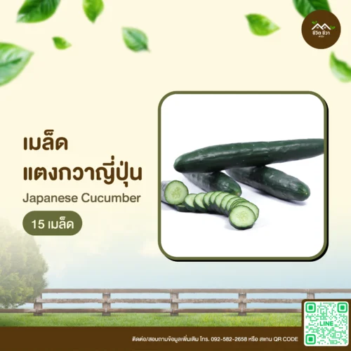 เมล็ดพันธุ์ แตงกวาญี่ปุ่น