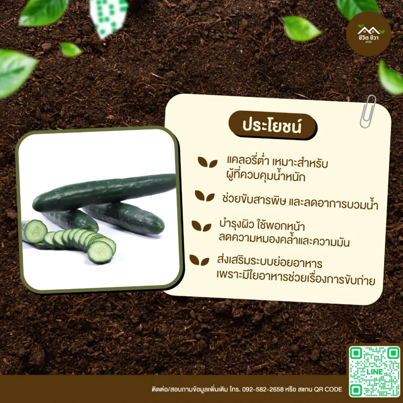 เมล็ดพันธุ์ แตงกวาญี่ปุ่น