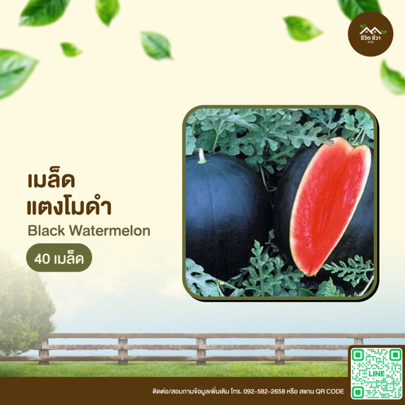 เมล็ดพันธุ์ แตงโมดำ