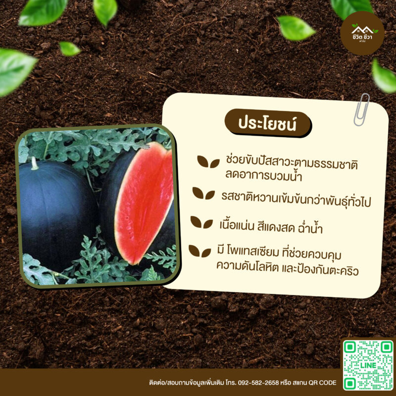 เมล็ดพันธุ์ แตงโมดำ