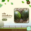 เมล็ดพันธุ์ แตงโมพื้นบ้าน