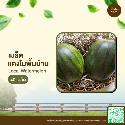 เมล็ดพันธุ์ แตงโมพื้นบ้าน