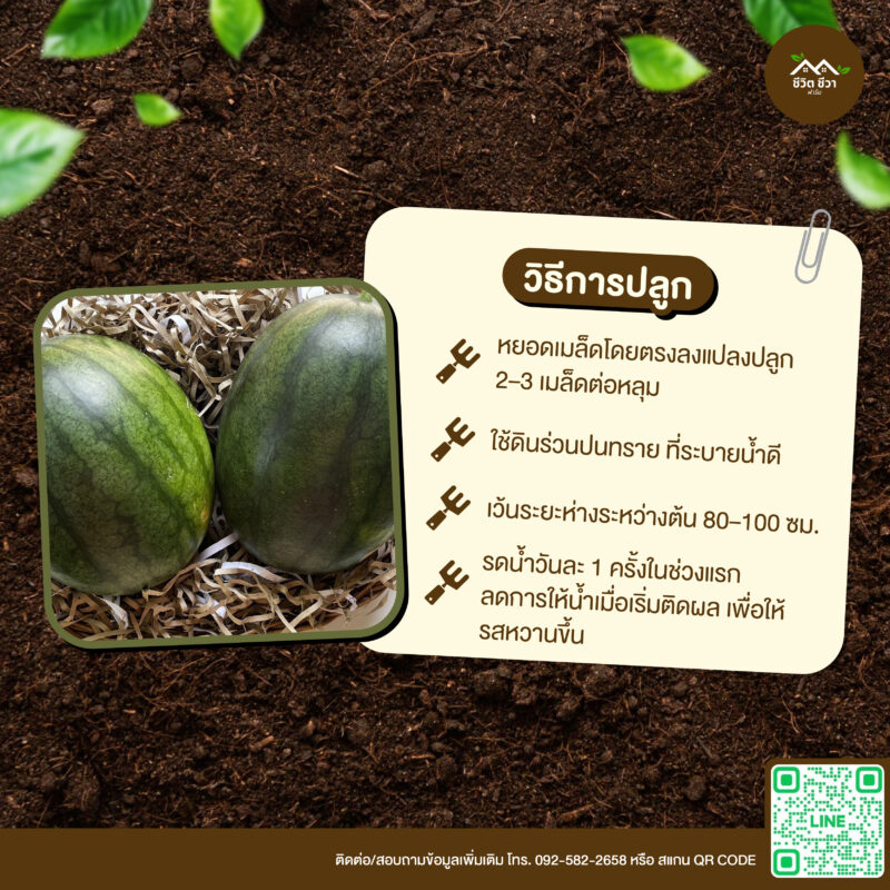 เมล็ดพันธุ์ แตงโมพื้นบ้าน