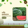 เมล็ดพันธุ์ แตงโมลาย