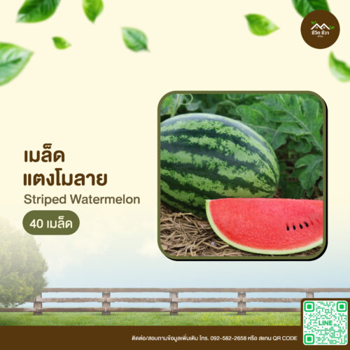 เมล็ดพันธุ์ แตงโมลาย