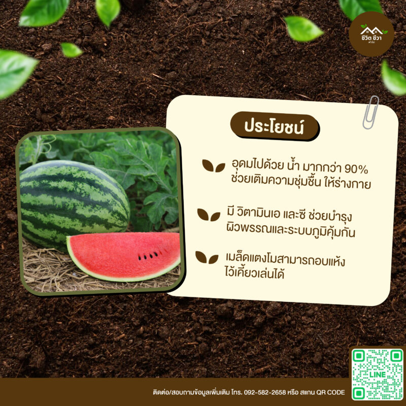 เมล็ดพันธุ์ แตงโมลาย