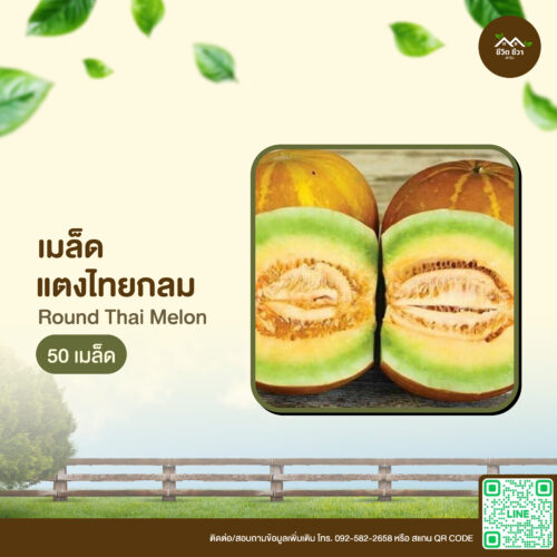 เมล็ดพันธุ์ แตงไทยกลม