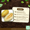 เมล็ดพันธุ์ แตงไทยยาว
