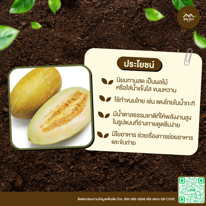 เมล็ดพันธุ์ แตงไทยยาว