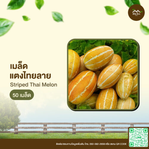 เมล็ดพันธุ์ แตงไทยลาย