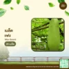 เมล็ดพันธุ์ แฟง