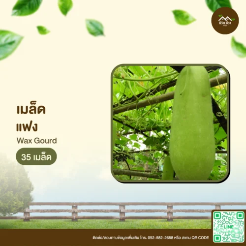 เมล็ดพันธุ์ แฟง