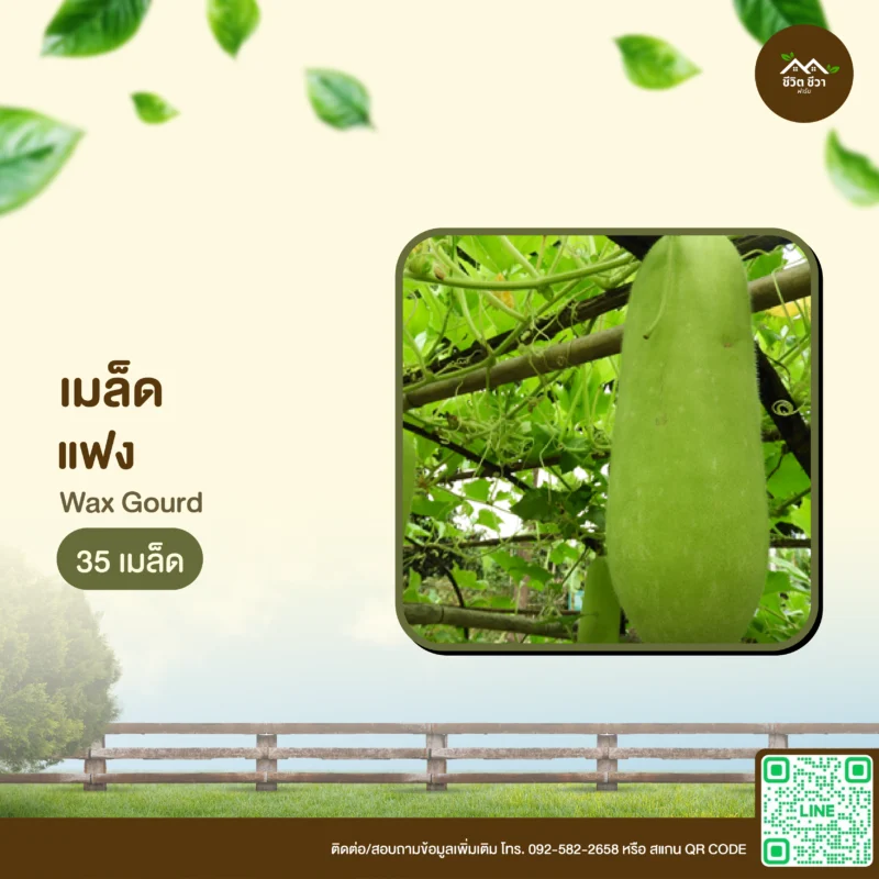 เมล็ดพันธุ์ แฟง