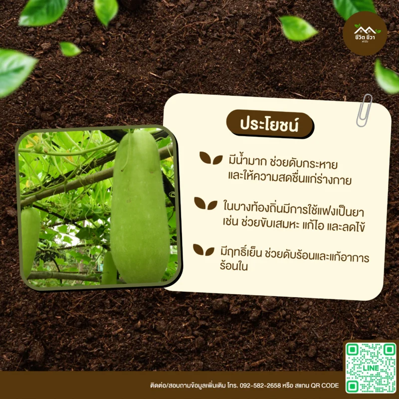 เมล็ดพันธุ์ แฟง