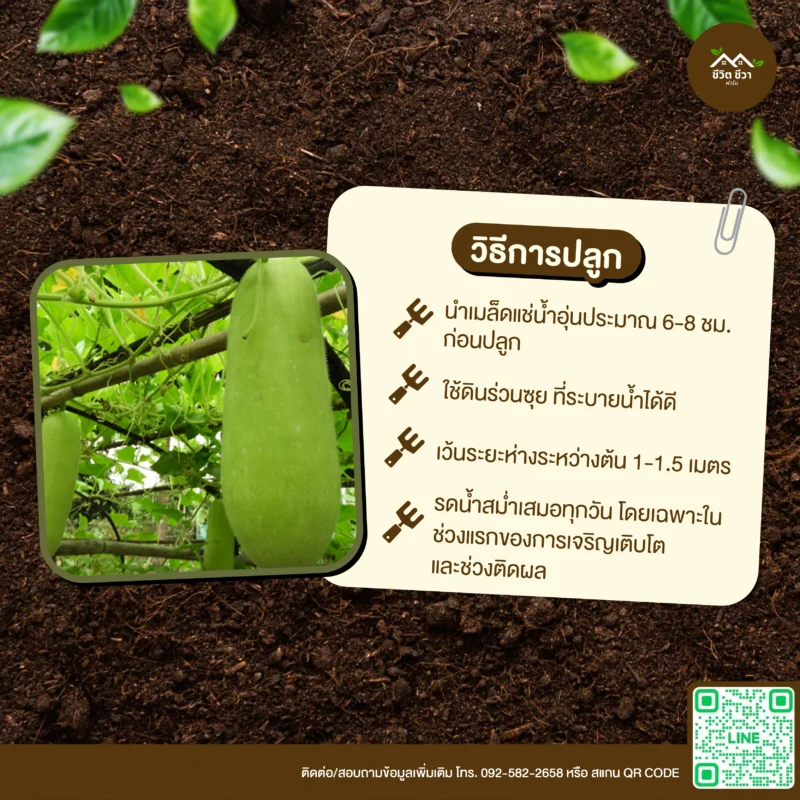 เมล็ดพันธุ์ แฟง
