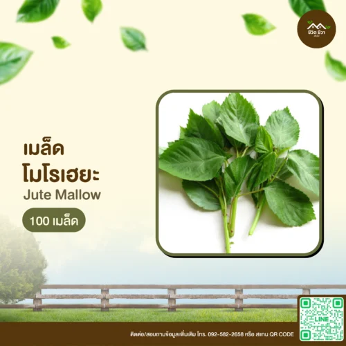 เมล็ดพันธุ์ โมโรเยฮะ