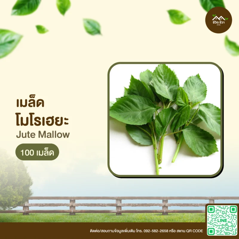 เมล็ดพันธุ์ โมโรเยฮะ