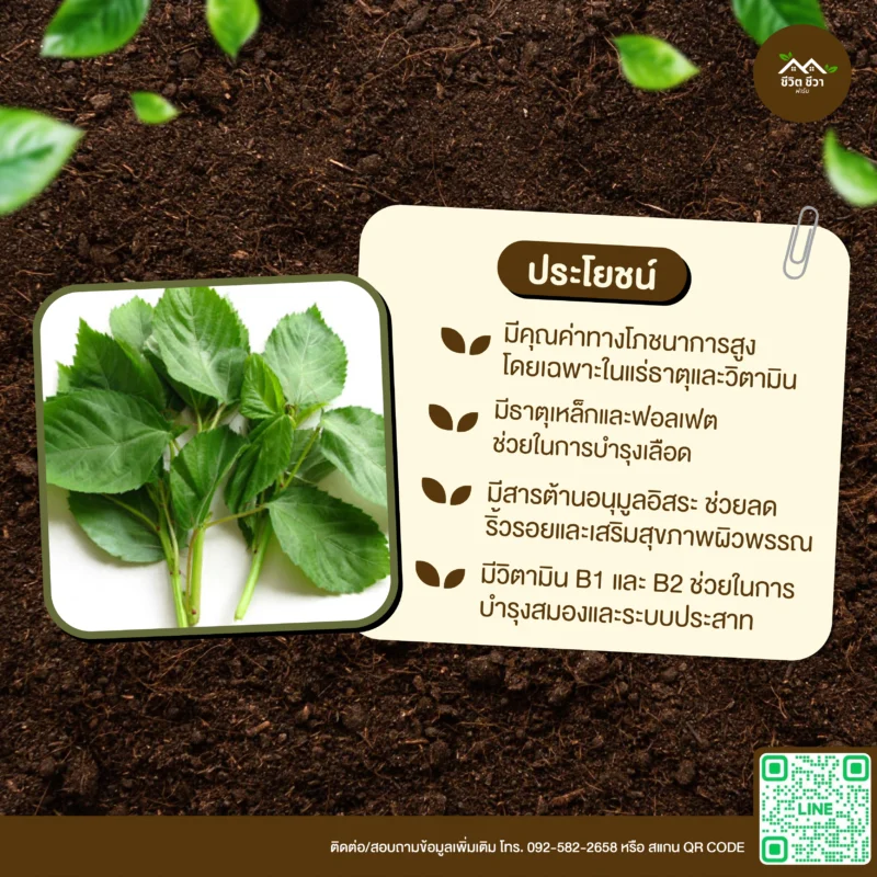เมล็ดพันธุ์ โมโรเยฮะ