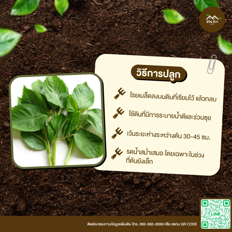 เมล็ดพันธุ์ โมโรเยฮะ