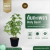 ต้นกะเพรา